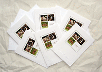 Woodland Note - set 0f 5 Notelets- dr15-0012